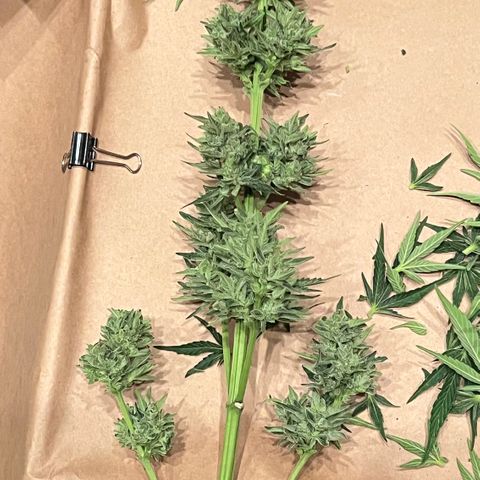 Northern Light Auto growlog timeline photo