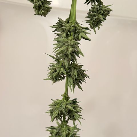 Northern Light Auto growlog timeline photo