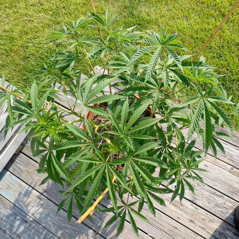 Junior Mints growlog timeline photo