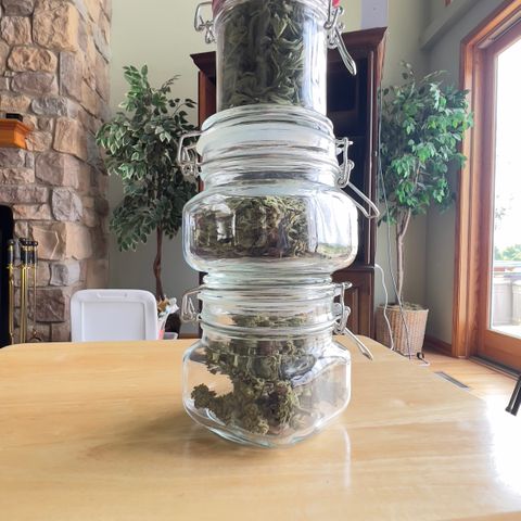 Northern Light Auto growlog photo: Jarred with 62% bovado humidity pack