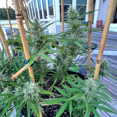 Strawberry Banana Auto growlog timeline photo
