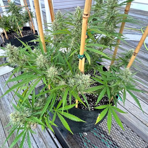 Strawberry Banana Auto growlog timeline photo