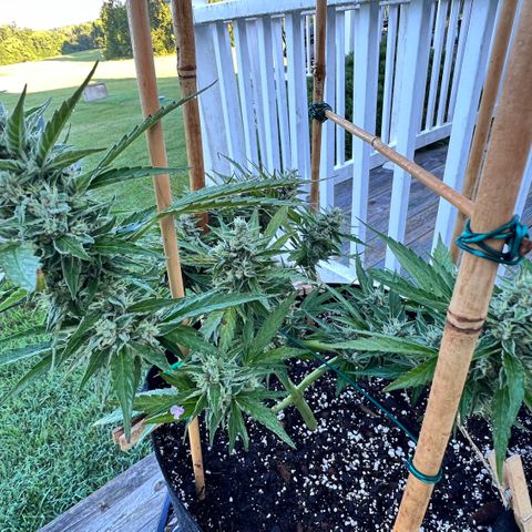 Wedding Cake Auto growlog timeline photo