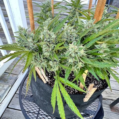 Wedding Cake Auto growlog timeline photo