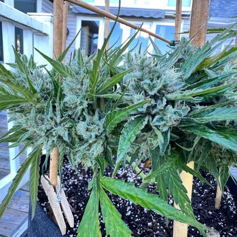Wedding Cake Auto growlog timeline photo