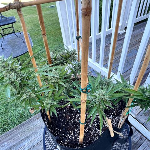 Wedding Cake Auto growlog timeline photo