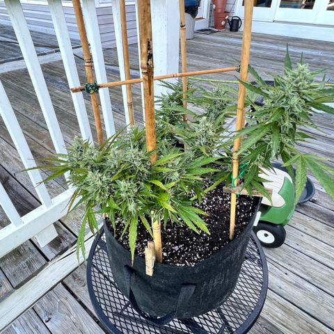 Wedding Cake Auto growlog timeline photo
