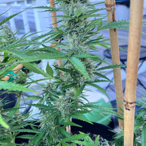 Strawberry Banana Auto growlog timeline photo