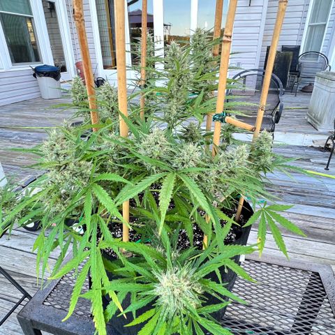Strawberry Banana Auto growlog timeline photo