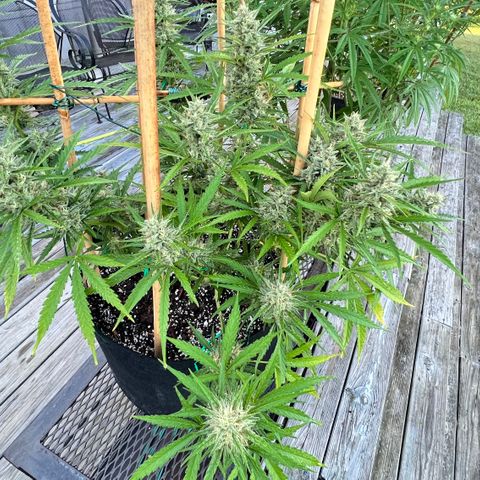 Strawberry Banana Auto growlog timeline photo