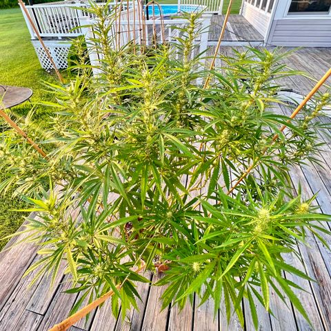Junior Mints growlog timeline photo