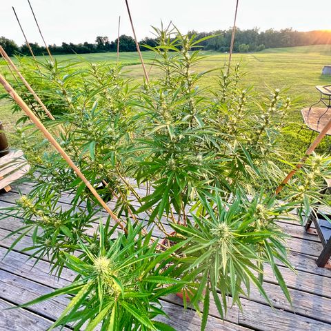 Junior Mints growlog timeline photo