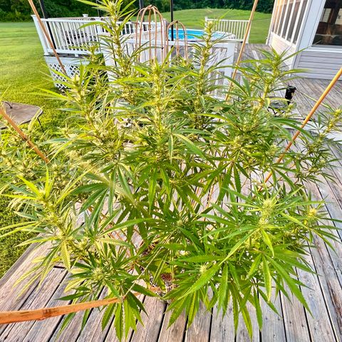 Junior Mints growlog timeline photo