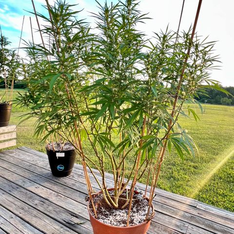 Junior Mints growlog timeline photo