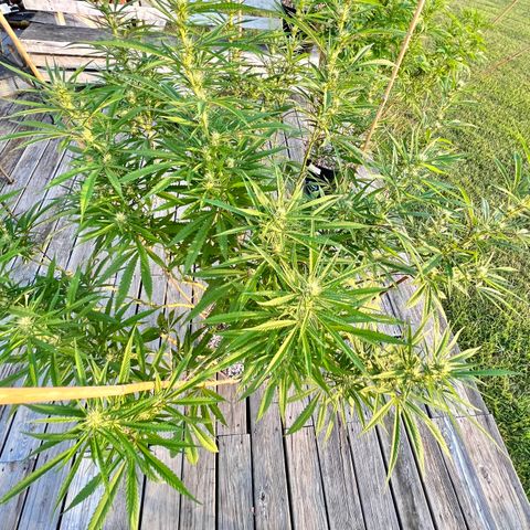 Junior Mints growlog timeline photo