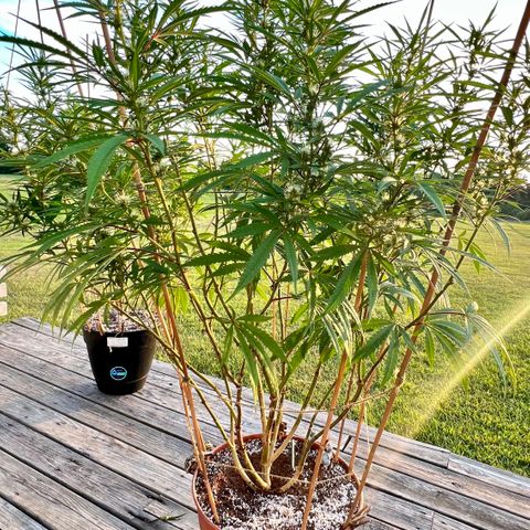 Junior Mints growlog timeline photo