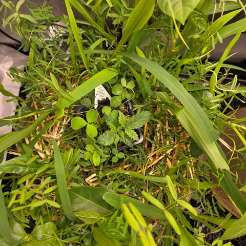 Don carlos  growlog photo: Don carlos seedling and cover crop is looking clean. Impressed with the soil just add water the bag said first time using it. Adding worm casting and craft blend tomorrow.