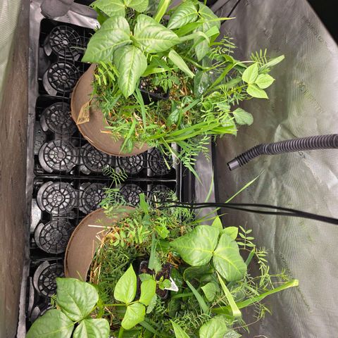 Curio smiling dog growlog photo: Exclusive strain seedling is growing at a much faster rate then don carlos.