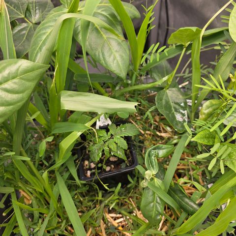Curio smiling dog growlog photo: Slower grow rate and had purple on stem may need a day of no water to drink up. Over water might be the problem 
