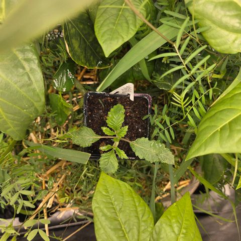 Don carlos  growlog photo: Looks like water everyday works for the coco mix. The natural soil hold more moisture. 