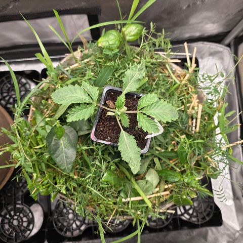 Don carlos  growlog photo: Growing at an amazing rate. Trimmed cover crop for both and toped both plants 