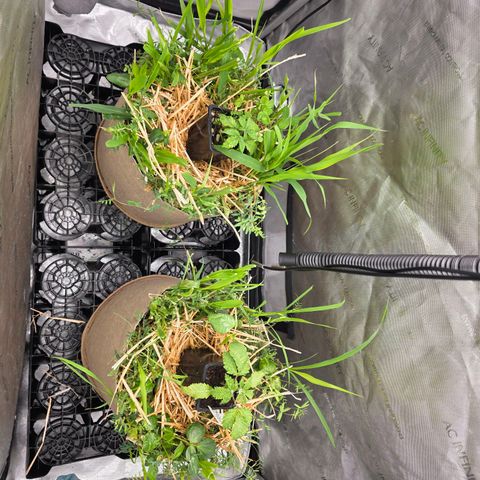 Curio smiling dog growlog photo: Cover cropped trimmed adding craft blend and worm castings today 