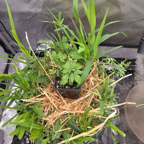 Don carlos  growlog photo: I swear it aint even growing.