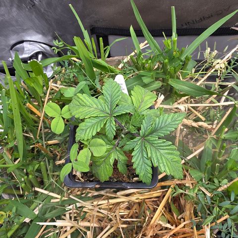 Don carlos  growlog photo: I can see its staring ti get better luckily it was not to bad 