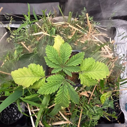 Curio smiling dog growlog photo: Its getting better I can see the re coup progress.