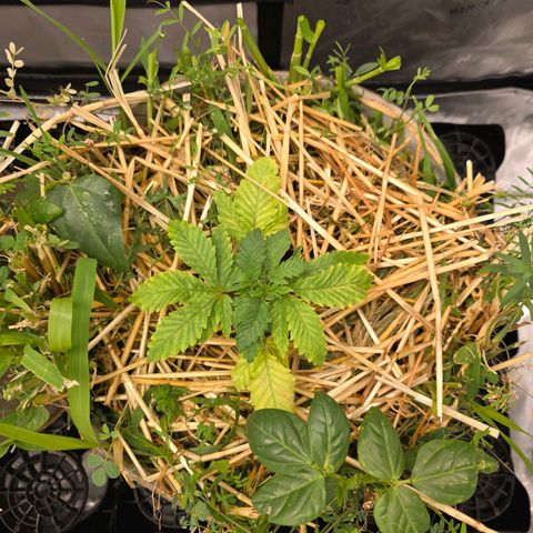 Curio smiling dog growlog photo: So they are getting way better after planting them into the pot