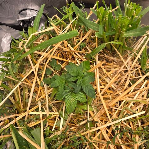Don carlos  growlog photo: The over watering really damaged both of these plants so not i have to give it time to suck in all that moisture.