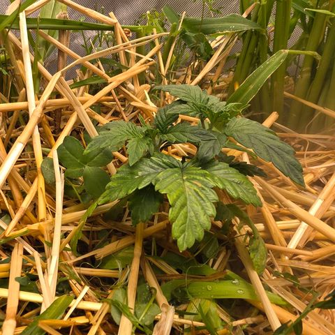 Don carlos  growlog timeline photo