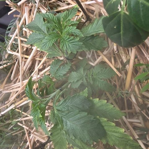 Curio smiling dog growlog photo: Introduced LST to both and the recovery is great from the over water.