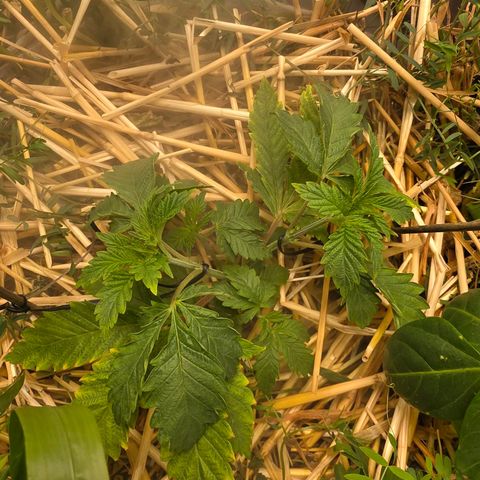 Curio smiling dog growlog photo: Introduced LST to both and the recovery is great from the over water.