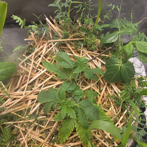 Curio smiling dog growlog photo: Introduced LST to both and the recovery is great from the over water.