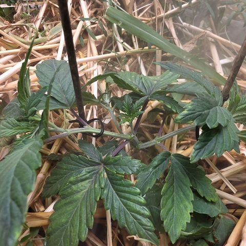 Don carlos  growlog photo: Recovery and introduction to LST