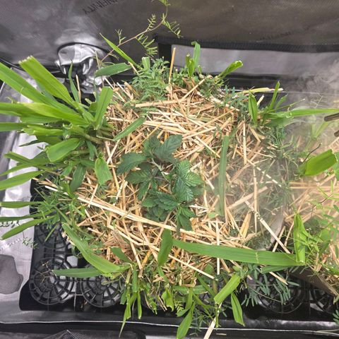 Don carlos  growlog photo: Recovery and introduction to LST