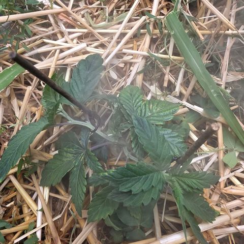 Don carlos  growlog photo: Recovery and introduction to LST