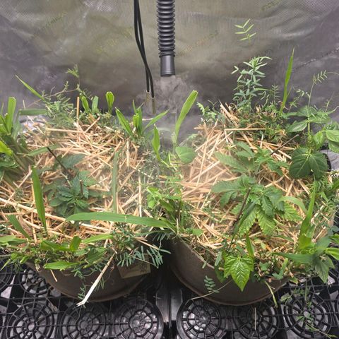 Curio smiling dog growlog photo: LST and watered with dyno added for growth in roots.