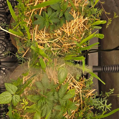 Curio smiling dog growlog timeline photo