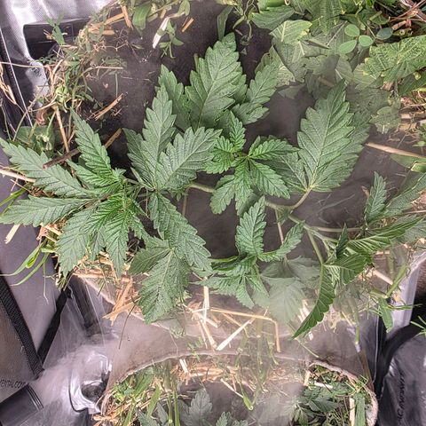 Curio smiling dog growlog photo: They are blowing up and im so happy the recovered quick and healthy 🙌 