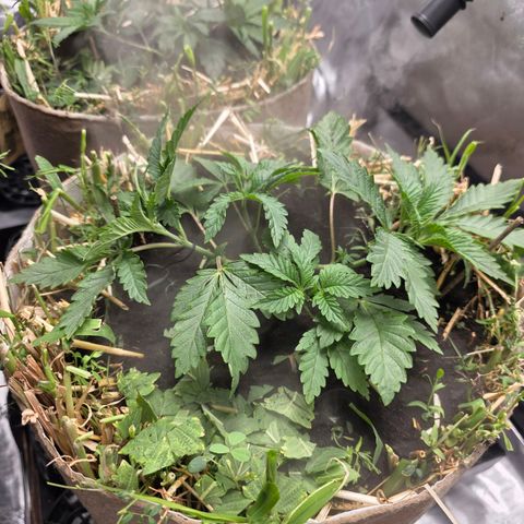 Curio smiling dog growlog photo: They are blowing up and im so happy the recovered quick and healthy 🙌 