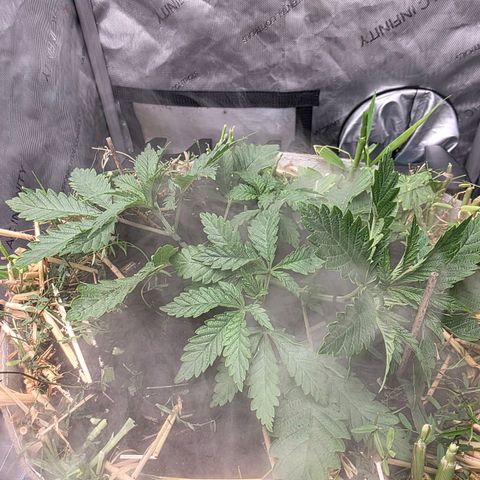 Curio smiling dog growlog photo: They are blowing up and im so happy the recovered quick and healthy 🙌 