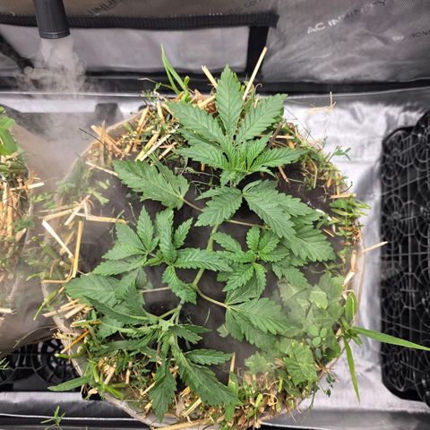 Curio smiling dog growlog photo: They are blowing up and im so happy the recovered quick and healthy 🙌 