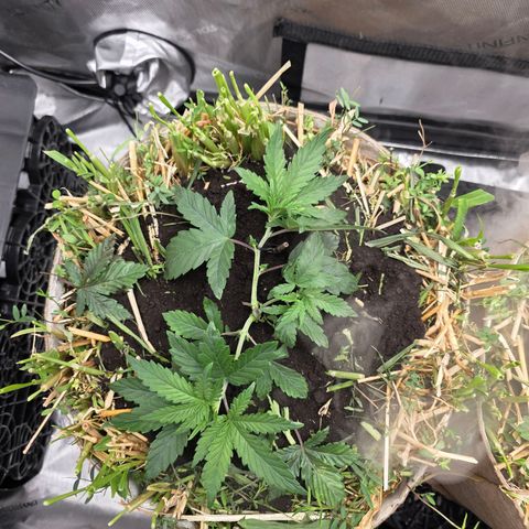 Don carlos  growlog photo: Absolutely amazing progress although it could be bigger and better on day 27.