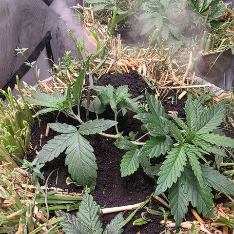 Don carlos  growlog photo: Absolutely amazing progress although it could be bigger and better on day 27.