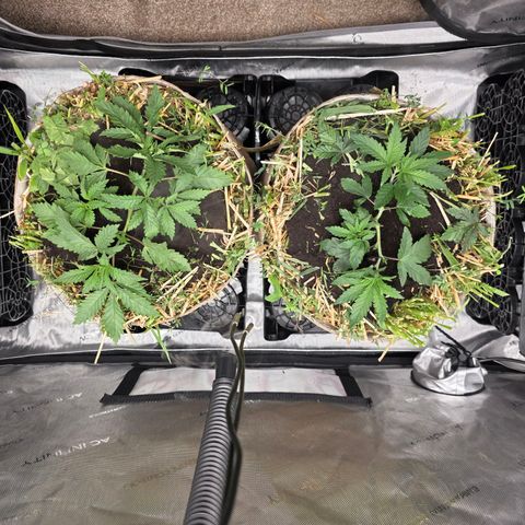 Curio smiling dog growlog photo: Environment been great vpd leveled correctly and added worm casting 