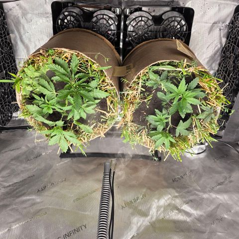 Curio smiling dog growlog photo: Environment been great vpd leveled correctly and added worm casting 