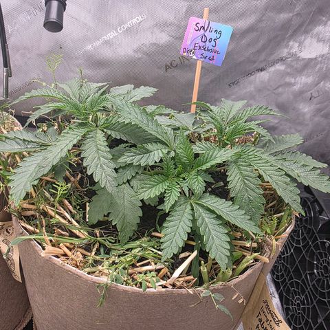 Curio smiling dog growlog photo: Need i say anything ?