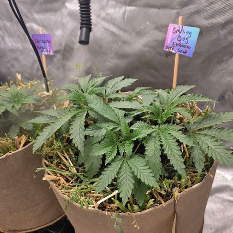 Curio smiling dog growlog photo: Need i say anything ?